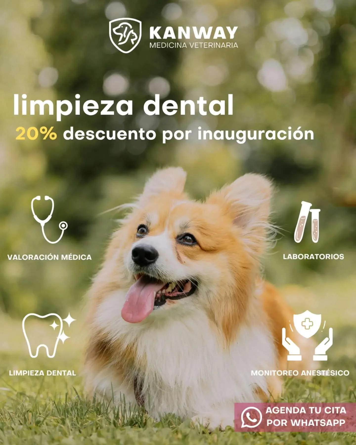 Promoción de limpieza dental veterinaria