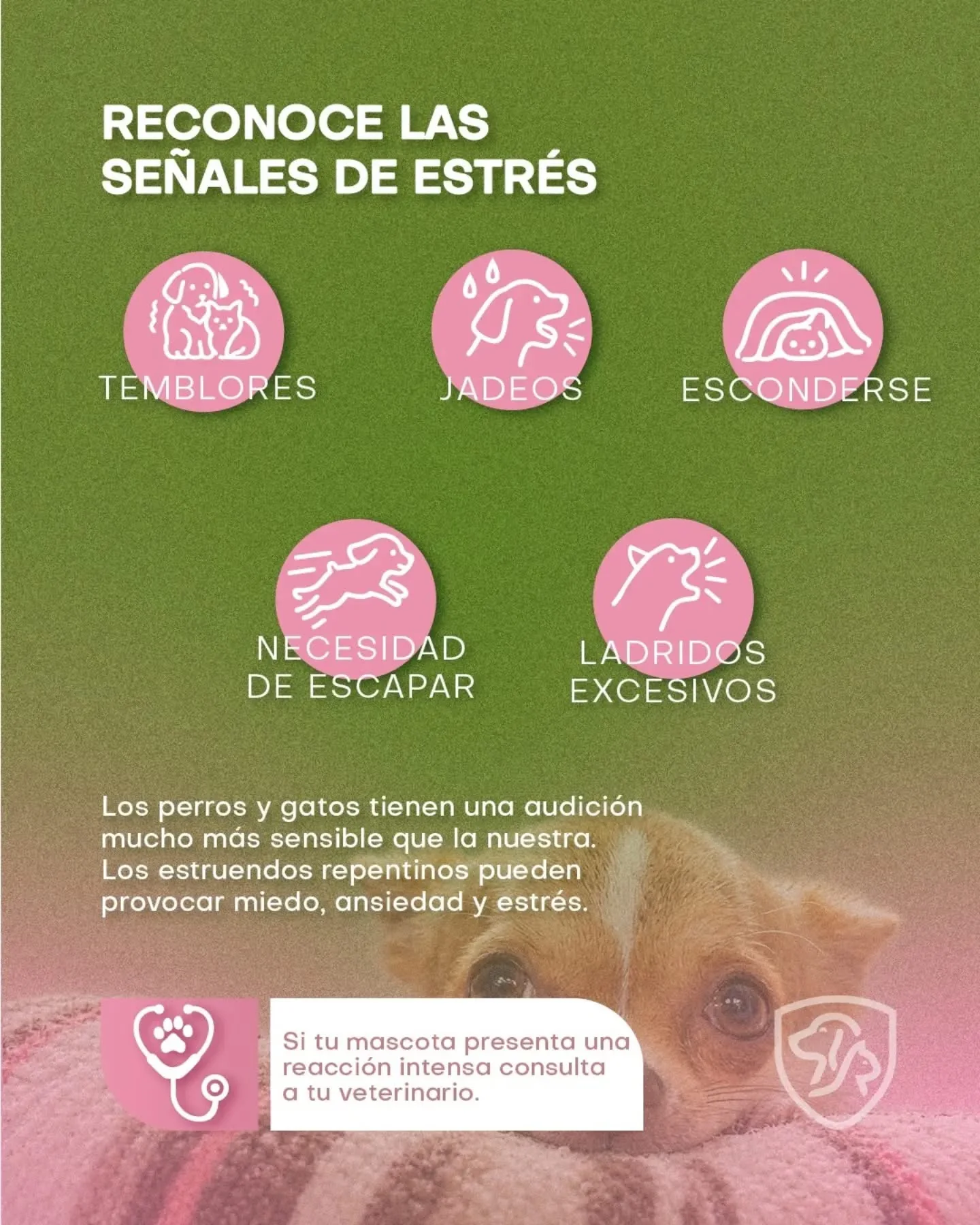 Señales de estrés en perros y gatos