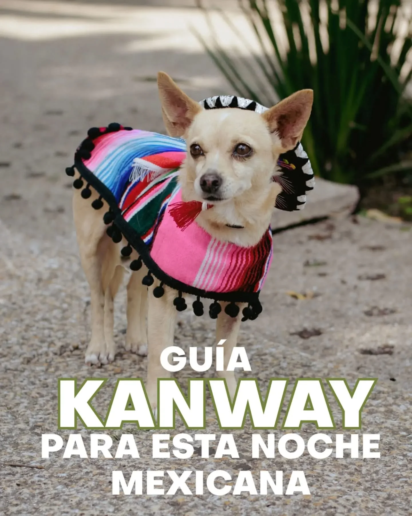 Perrito con atuendo mexicano